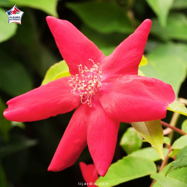 Rosa chinensis 'Sanguinea' (Rosier de Chine rouge) Rosa chinensis 'Sanguinea' (Rosier de Chine rouge)