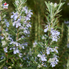 Rosmarinus officinalis (romarin) 