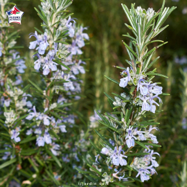 Rosmarinus officinalis (romarin) 