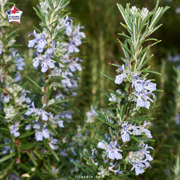 Rosmarinus officinalis (romarin) 