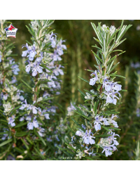 Rosmarinus officinalis - Romarin officinal