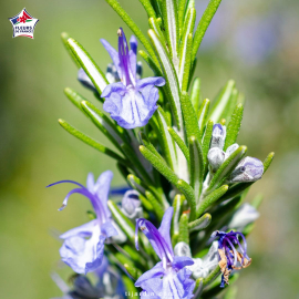 Rosmarinus officinalis (romarin) 