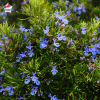 Rosmarinus officinalis var. repens (romarin rampant)
