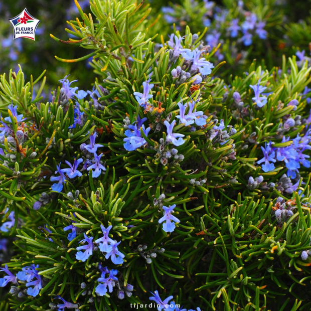 Rosmarinus officinalis var. repens (romarin rampant)