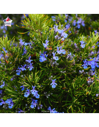Rosmarinus officinalis var. repens - Romarin rampant