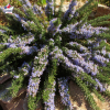 Rosmarinus officinalis var. repens (romarin rampant)