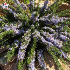 Rosmarinus officinalis var. repens (romarin rampant)