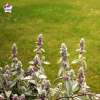 Stachys byzantina (épiaire de Byzance, oreille de lapin)