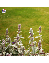 Stachys byzantina - Épiaire de Byzance, oreille de lapin