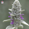 Stachys byzantina (épiaire de Byzance, oreille de lapin)