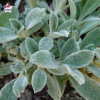 Stachys byzantina (épiaire de Byzance, oreille de lapin)