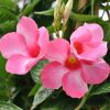 Mandevilla amabilis 