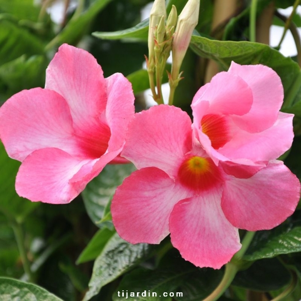 Mandevilla amabilis Mandevilla amabilis