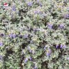 Teucrium fruticans (germandée arbustive)