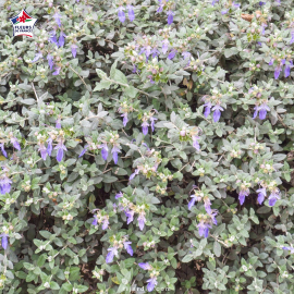 Teucrium fruticans (germandée arbustive)