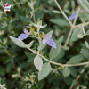 Teucrium fruticans (germandée arbustive)