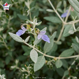 Teucrium fruticans (germandée arbustive)
