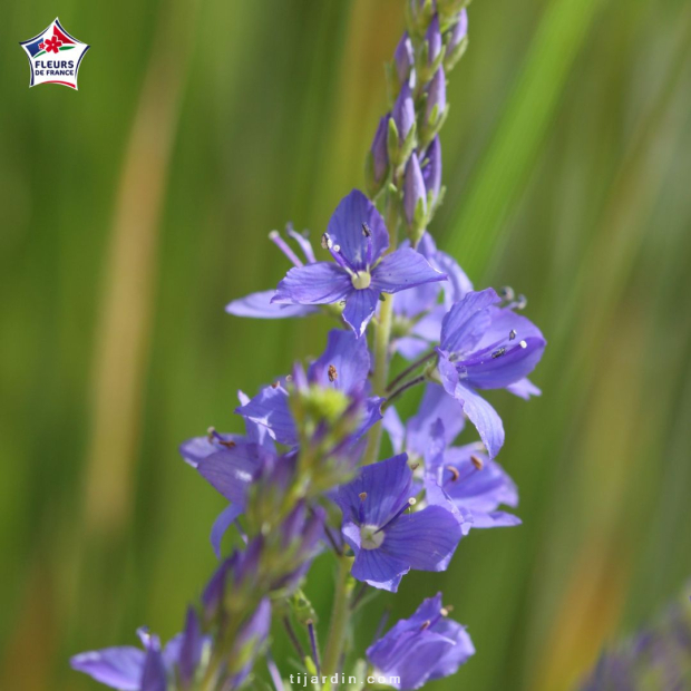 Teucrium fruticans 'Azureum' (germandrée arbustive 'Azureum') Teucrium fruticans 'Azureum' (germandrée arbustive 'Azureum')