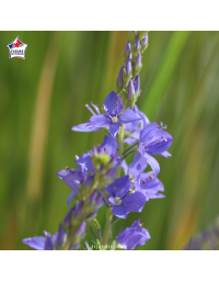 Teucrium fruticans 'Azureum' - Germandrée arbustive 'Azureum'