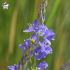 Teucrium fruticans 'Azureum' - Germandrée arbustive 'Azureum'