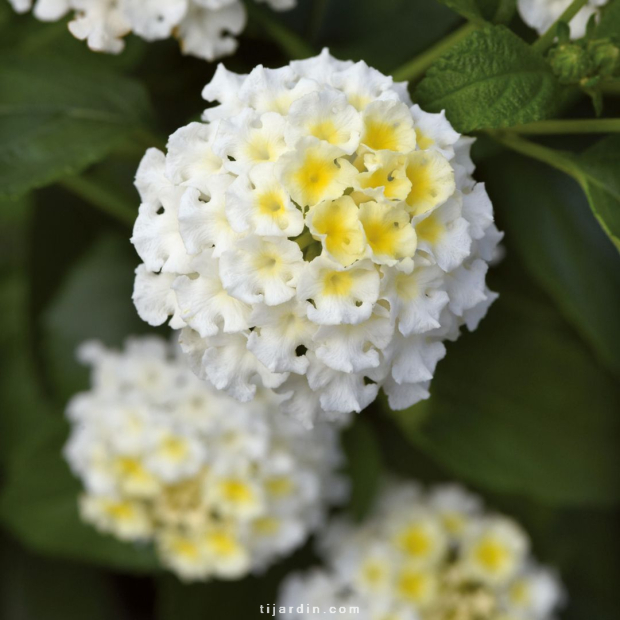 Lantana camara 'Bloomify White' Lantana camara 'Bloomify White'