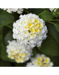 Lantana camara 'Bloomify White'
