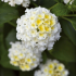 Lantana camara 'Bloomify White'