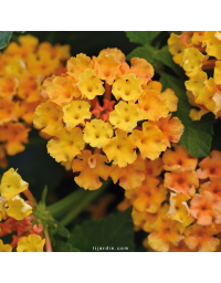 Lantana camara 'Bloomify Orange'