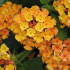 Lantana camara 'Bloomify Orange'