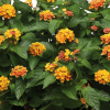 Lantana camara 'Bloomify White'