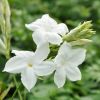 Mandevilla laxa