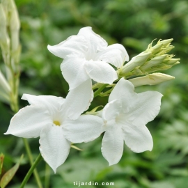 Mandevilla laxa