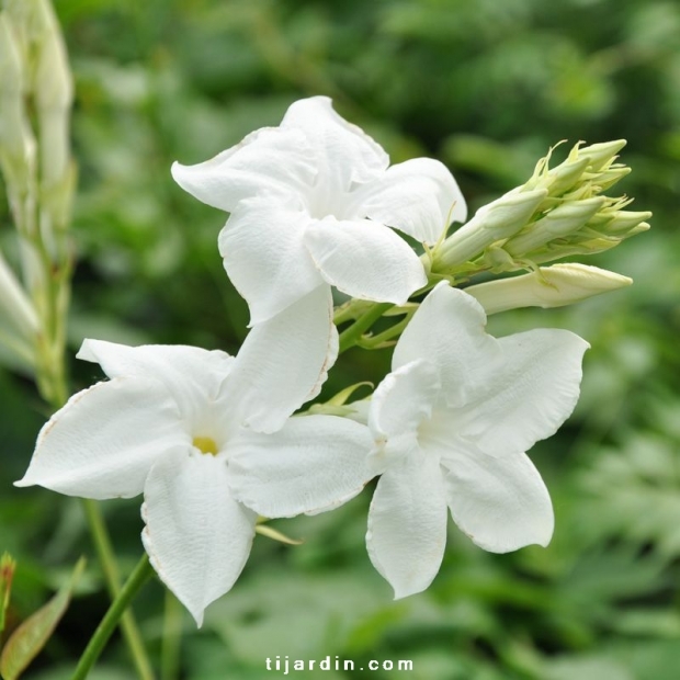 Mandevilla laxa Mandevilla laxa