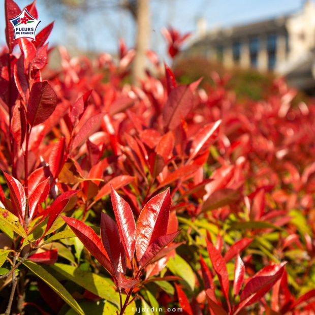 Photinia fraseri 'Red Robin'