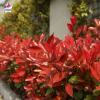 Photinia fraseri 'Red Robin'