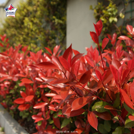 Photinia fraseri 'Red Robin'