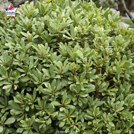 Pittosporum tobira 'Nana' (pittospore du Japon nain)
