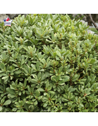 Pittosporum tobira 'Nana' - Pittospore du Japon nain