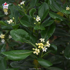 Pittosporum tobira (pittospore du Japon) Pittosporum tobira (pittospore du Japon)