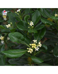 Pittosporum tobira - Pittospore du Japon
