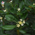 Pittosporum tobira - Pittospore du Japon
