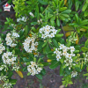 Pittosporum tobira (pittospore du Japon)