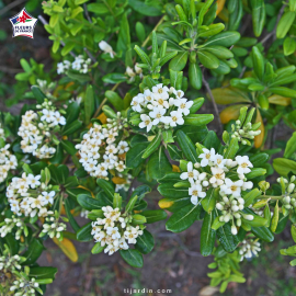 Pittosporum tobira (pittospore du Japon) Pittosporum tobira (pittospore du Japon)