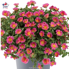 Portulaca umbraculifera