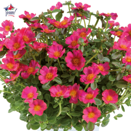 Portulaca umbraculifera