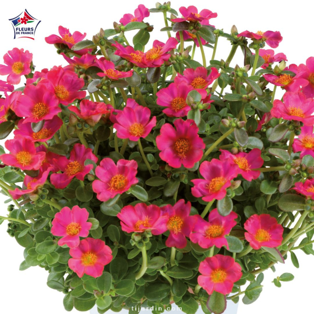 Portulaca umbraculifera