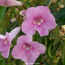 Pandorea jasminoides