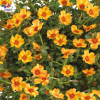 Portulaca umbraculifera