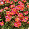 Portulaca umbraculifera