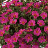 Portulaca umbraculifera